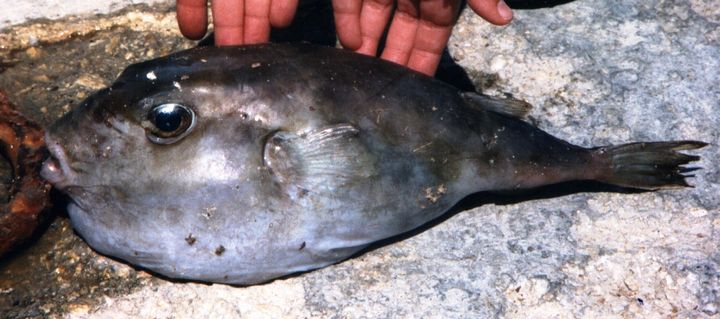 Taking stock: Alien species in Maltese waters