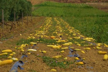 Volume of fresh fruit & veg in Gozo down 16.9%, wholesale value rises
