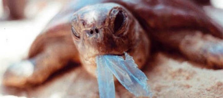 Protecting the marine life in Europe’s seas, which are now under pressure