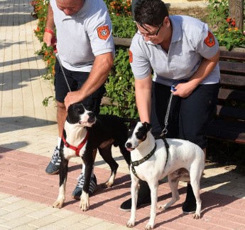 €40,000 Animal Welfare fund launched for voluntary organisations