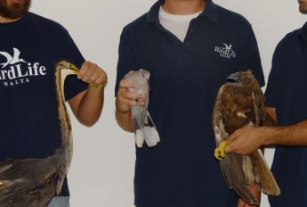 3 shot protected birds received in 1 day, including heron in Gozo – BLM