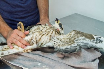 First confirmed shot protected birds for autumn hunting season – BLM