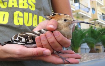 A Protected Hoopoe found shot in Malta – CABS