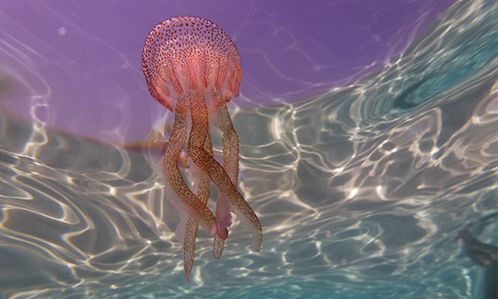 Jellyfish dispersion model launched to track forecasted pathway