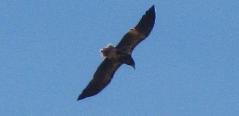 Satellite tagged Egyptian Vulture named ‘Tobia’ visits Malta – Guarded by BLM & Police – Update KSU Satellite tagged Egyptian Vulture named ‘Tobia’ visits Malta – Guarded by BLM & Police – Update KSU