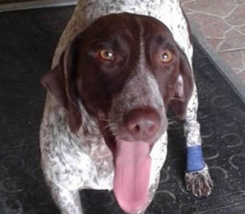 Meet Albert, a friend to everyone – Can you offer him a loving home?