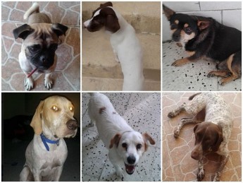 Meet some of the dogs at Gozo SPCA waiting for loving homes Meet some of the dogs at Gozo SPCA waiting for loving homes