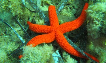 Submerged Living Assets of the Maltese Islands: With Prof Deidun