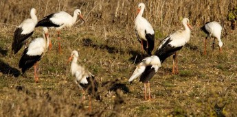 White stork reported to have been shot in Gozo
