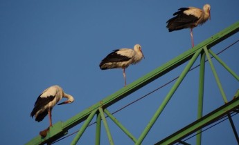 Young Swedish white storks landed in Malta being guarded overnight