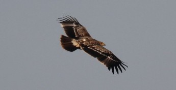 Rare satellite-tagged Eastern Imperial Eagle appears in Malta Rare satellite-tagged Eastern Imperial Eagle appears in Malta