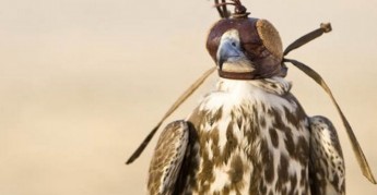 Draft regulations launched for public consultation on falconry Draft regulations launched for public consultation on falconry