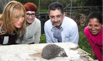 Gozo Councils help hedgehogs by collecting used clothes for recycling
