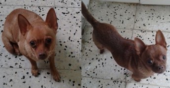 Mandy & Miranda, twin sisters waiting for a loving home together