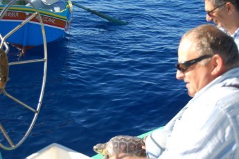 2 Loggerhead Turtles released after treatment & rehabilitation
