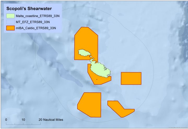 Half of Maltese waters are internationally important for seabirds