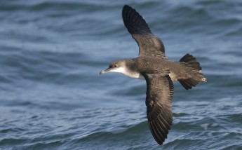 Half of Maltese waters are internationally important for seabirds Half of Maltese waters are internationally important for seabirds