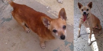Benny is the 200th animal to be rehomed this year at Gozo SPCA