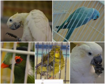 The Gozo Bird Breeders Society Annual Bird Show held in Victoria The Gozo Bird Breeders Society Annual Bird Show held in Victoria