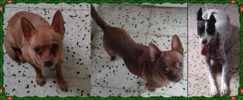Give the perfect gift this Christmas and sponsor a pet at Gozo SPCA
