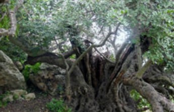 Malta’s Heritage Trees – Amazing Plant Monuments: DLH lecture