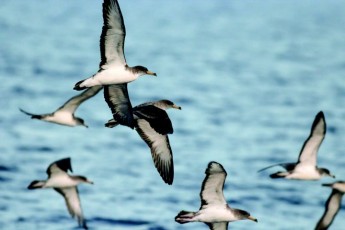 Wied Moqbol development threatens internationally important seabird colony – BLM Wied Moqbol development threatens internationally important seabird colony – BLM