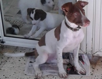 Rover the puppy is at Gozo SPCA waiting for his own loving home