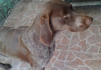 Gozo SPCA would love Sheila to find her own forever home