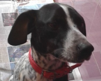 Bella is waiting at Gozo SPCA for a loving home to call her own