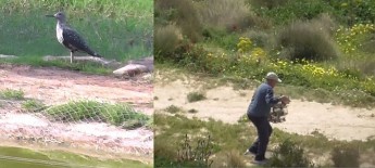 Two poachers found guilty of illegal bird trapping in Malta – CABS