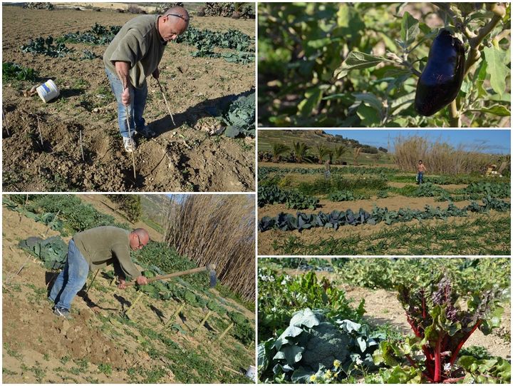 Can natural farming be the future of agriculture in Gozo? - Readers Letter