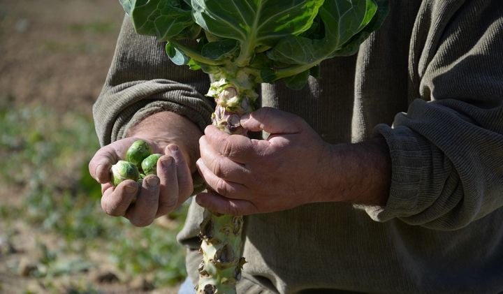 Can natural farming be the future of agriculture in Gozo? - Readers Letter