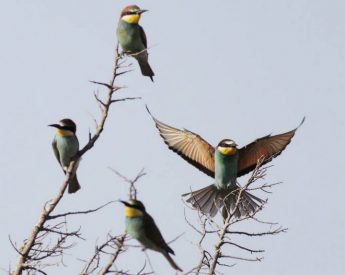 Update: EC requests justifications for spring hunting – BirdLife