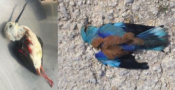 Goverment’s zero tolerance is just a gimmick – BirdLife Malta