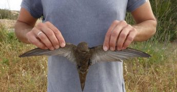 Another protected bird confirmed shot after dead Swift found – CABS