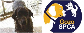 Cherry is waiting at Gozo SPCA for her own loving & forever home Cherry is waiting at Gozo SPCA for her own loving & forever home