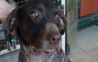 Meet Cherry – Can you offer this gentle dog the loving home she deserves? Meet Cherry – Can you offer this gentle dog the loving home she deserves?