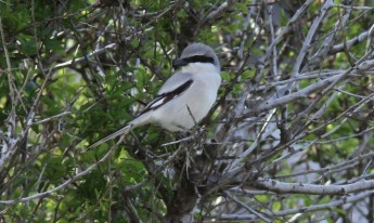 Rare birds herald spring migration season across Gozo and Malta