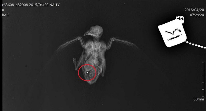 Another protected bird confirmed shot after dead Swift found - CABS