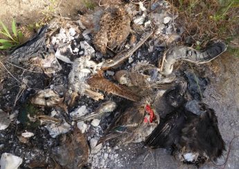 Half-burnt remains of illegal bird trophy collection found in Malta – CABS