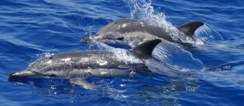 International Common Dolphin Workshop highlights conservation International Common Dolphin Workshop highlights conservation