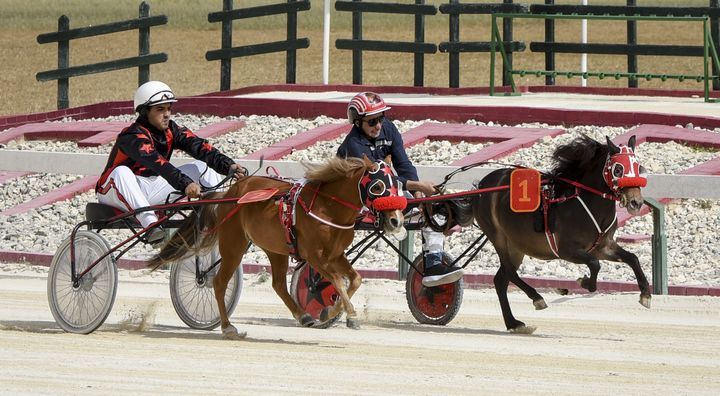 Programme of 16 horse races this Sunday at Xhajma Racetrack, Gozo