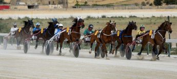 Programme of 16 horse races this Sunday at Xhajma Racetrack, Gozo
