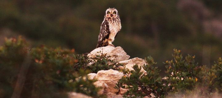 Short-eared Owls breed successfully in a bird sanctuary