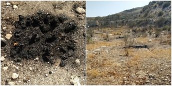 Vandals destroy 220 hives containing 250,000 in Gozo