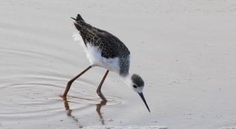 New records for breeding birds at BirdLife Malta nature reserves