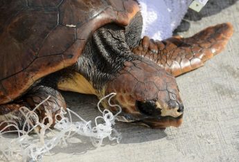 Two turtles released after 9 months of rehabilitation