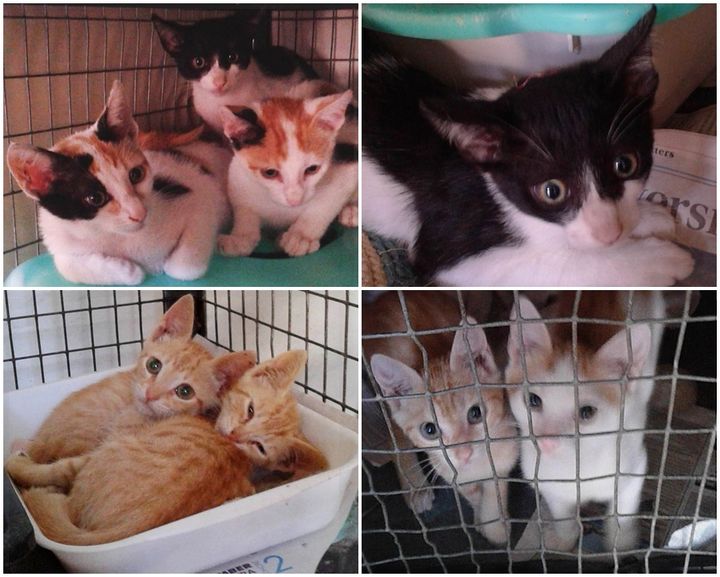 Gozo SPCA Open Morning - Loving homes urgently needed for kittens