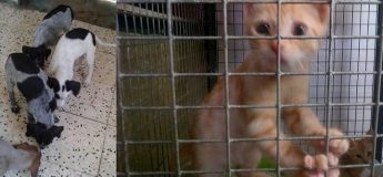 Gozo SPCA urgently need homes for dogs & kittens at their Centre Gozo SPCA urgently need homes for dogs & kittens at their Centre