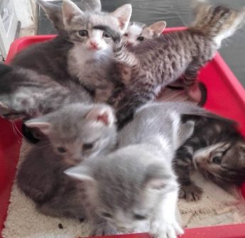 Gozo SPCA activities for the Santa Marija Agricultural Show in Victoria